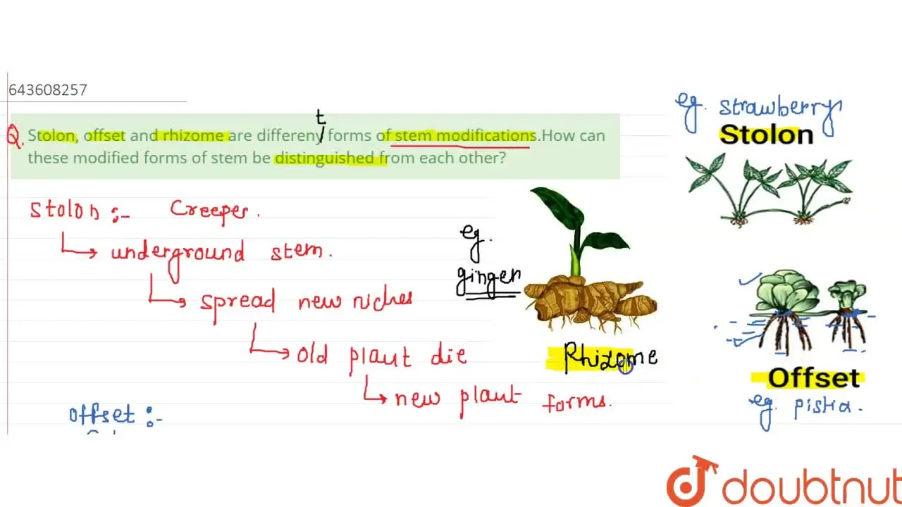 Marathi Solution Stolon Offset And Rhizome Are Differeny Forms Of S