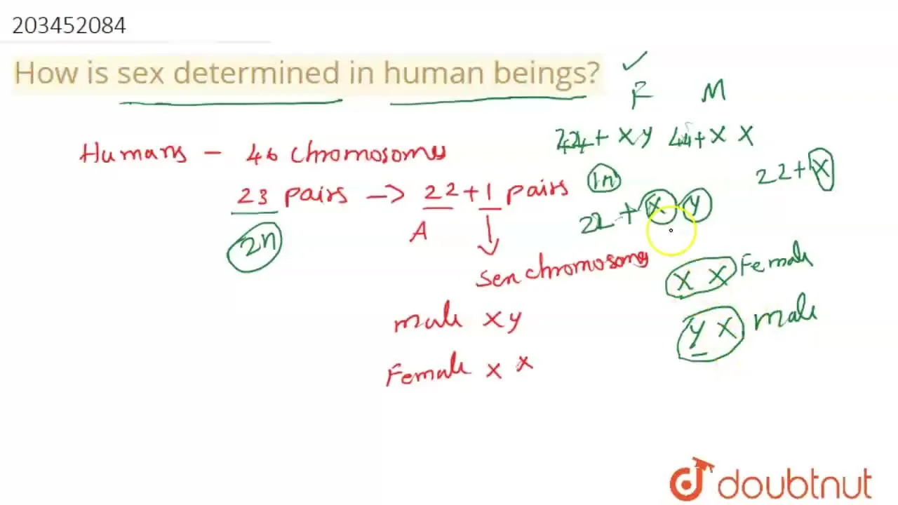 Tamil Solution How Is Sex Determined In Human Beings