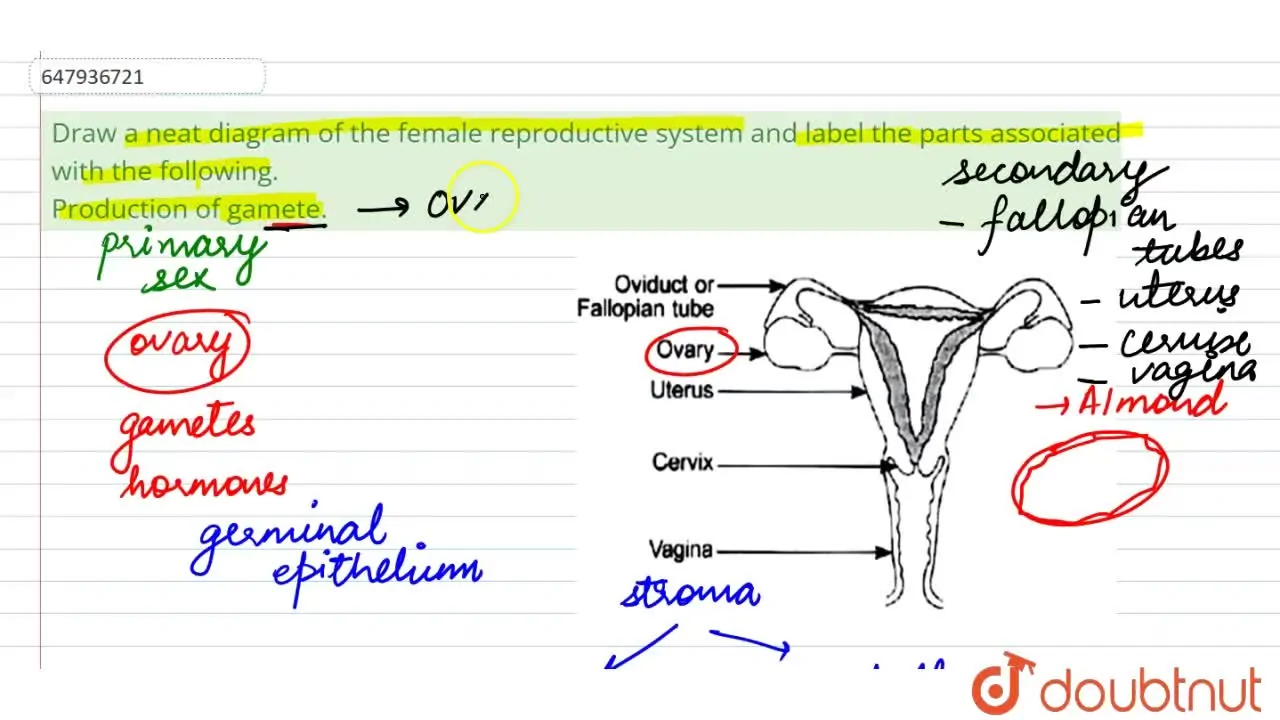 Punjabi Solution Draw A Neat Diagram Of The Female Reproductive Syst