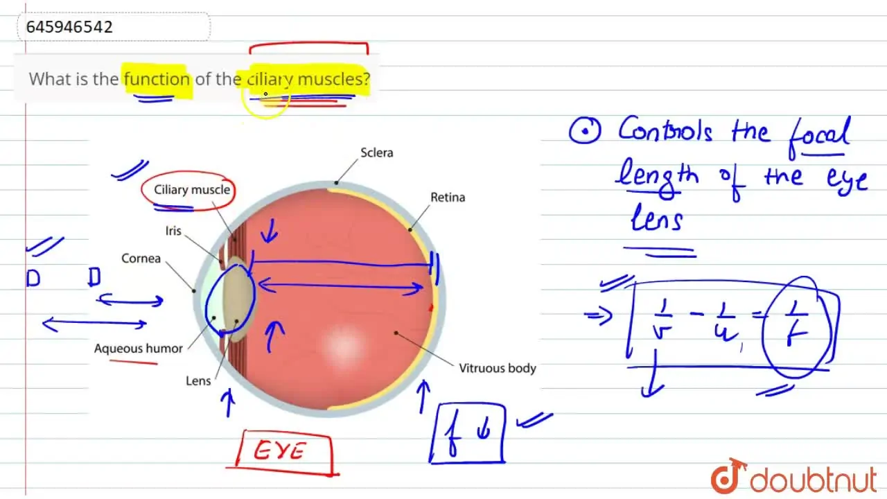 What Is The Function Of The Ciliary Muscles