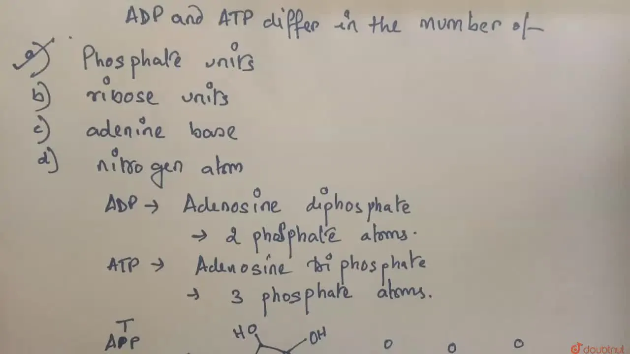 Adp And Atp Differ In The Number Of