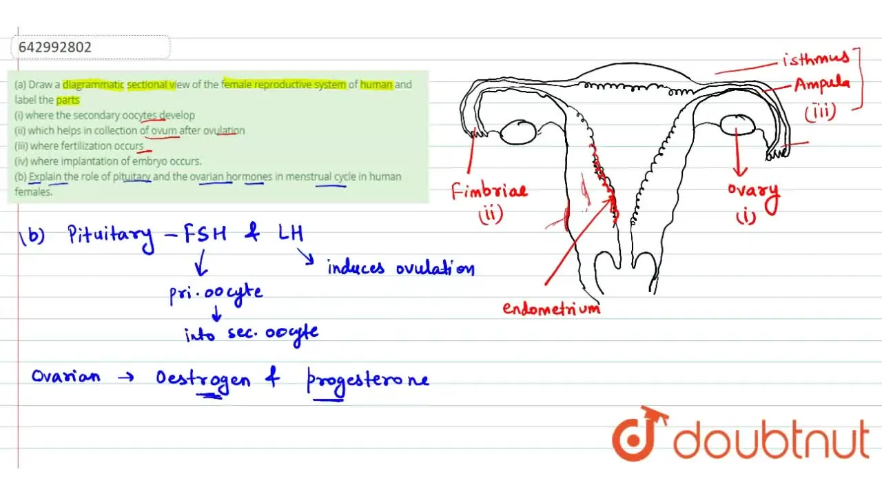 A Draw A Diagrammatic Sectional View Of The Female Reproductive Syst