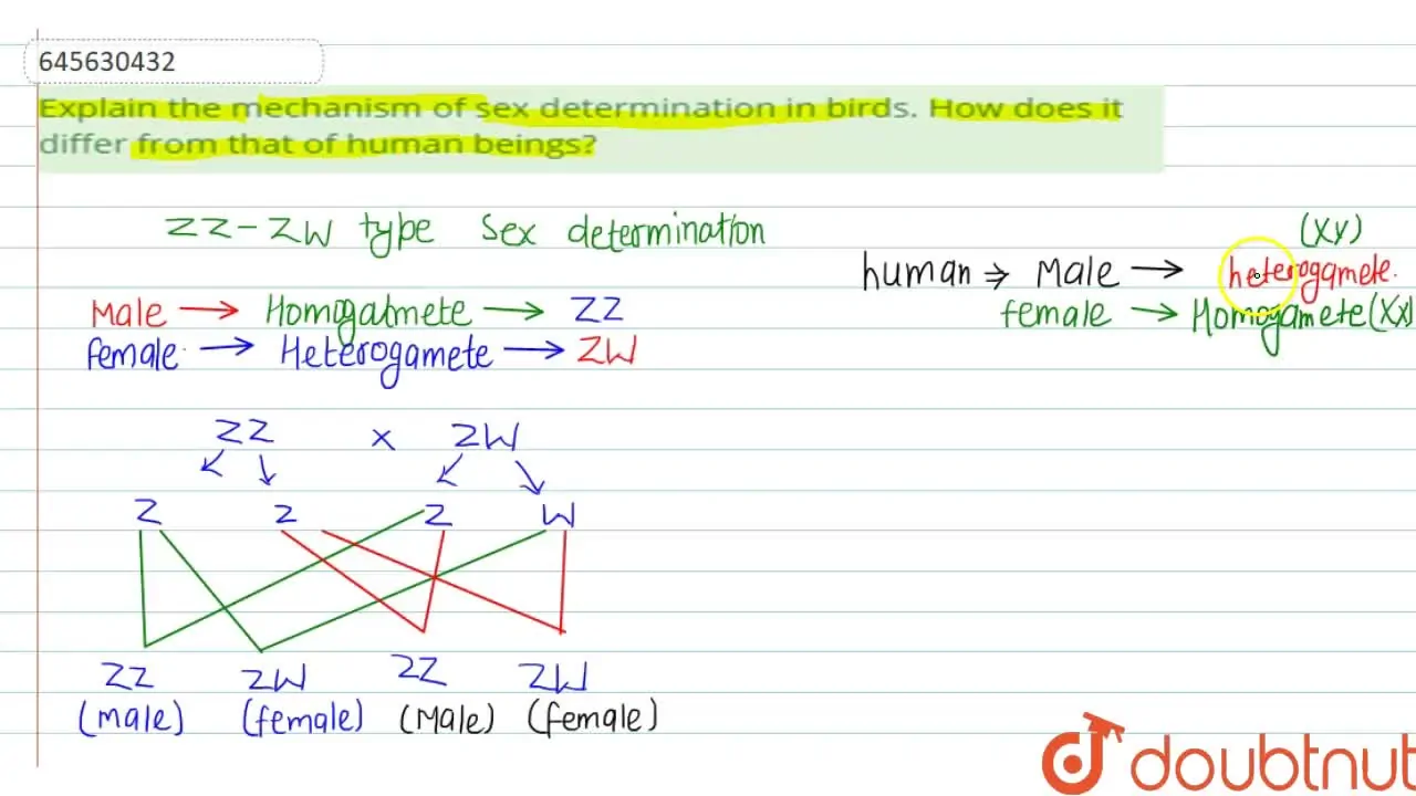 Punjabi Solution Explain The Mechanism Of Sex Determination In Birds