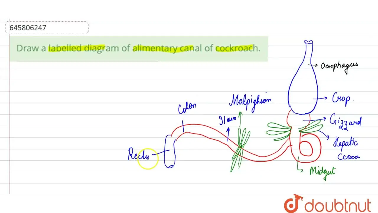 Punjabi Solution Draw A Labelled Diagram Of Alimentary Canal Of Cock