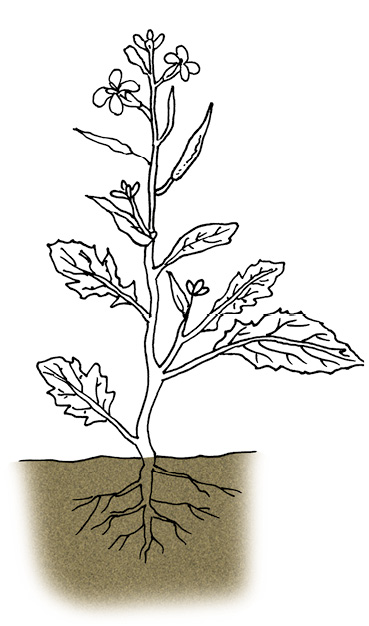 Changes Around Us Ncert Class 6 Science