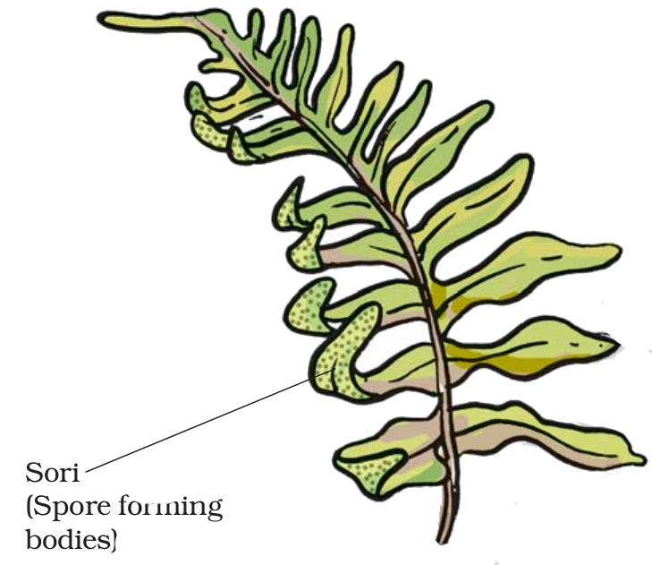 Reproduction In Plants Ncert Class 7 Science