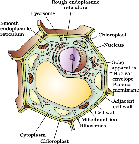 The Fundamental Unit Of Life Ncert Class 9 Science