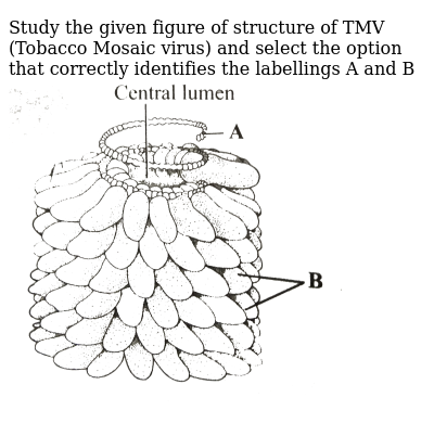 Study The Given Figure Of Structure Of Tmv Tobacco Mosaic Virus An