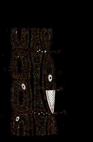 A Identify The Figure What Is Its Function B Label V And W C Label X Y And Z D W Loses Its Nucleus In The Mature State Still It Remains