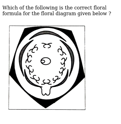 Which Of The Following Is The Correct Floral Formula For The Floral Diagram Given Below Img Src Https D10lpgp6xz60nq Cloudfront Net Physics Images A2z Bio Xi C05 E01 270 Q01 Png Width 80