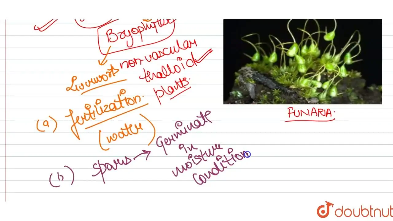 Why is water necessary for a moss plant to complete its life cycle ? L