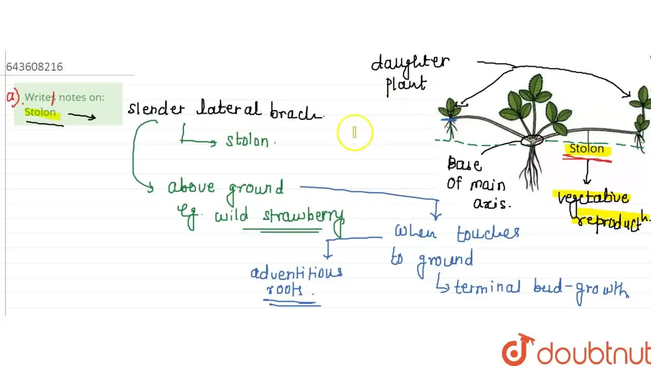 [Marathi Solution] Writes notes on Stolon