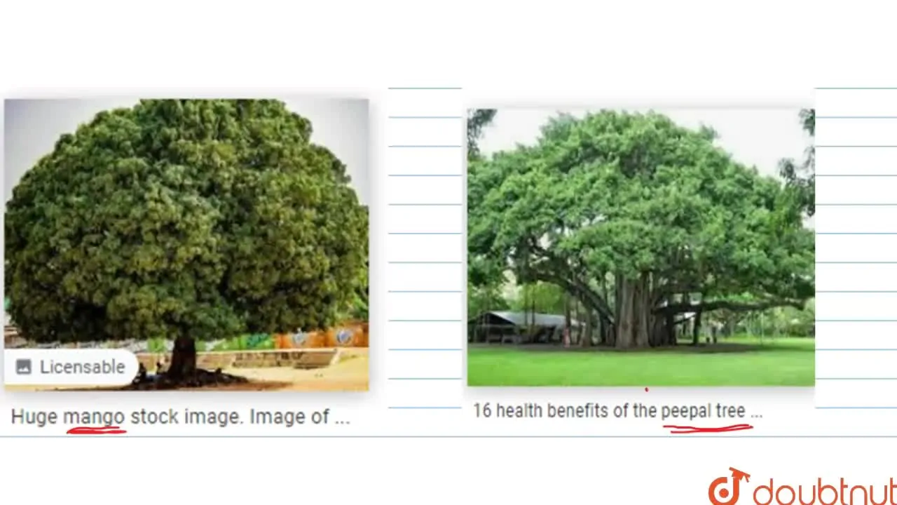 [Punjabi] What are trees? Give two examples?