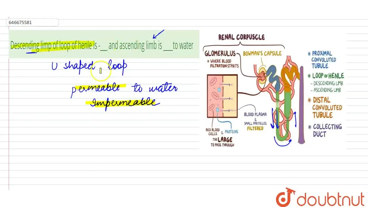 Descending limp of loop of henle is - and ascending limb is to water
