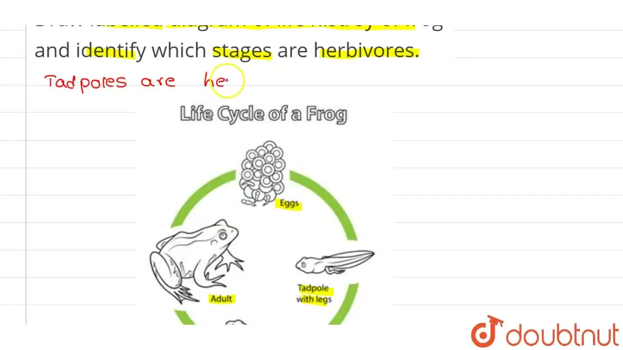 Telugu Solution] Draw labelled diagram of life histroy of frog and id
