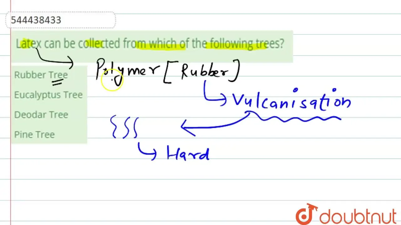 Latex can be collected from which of the following trees?