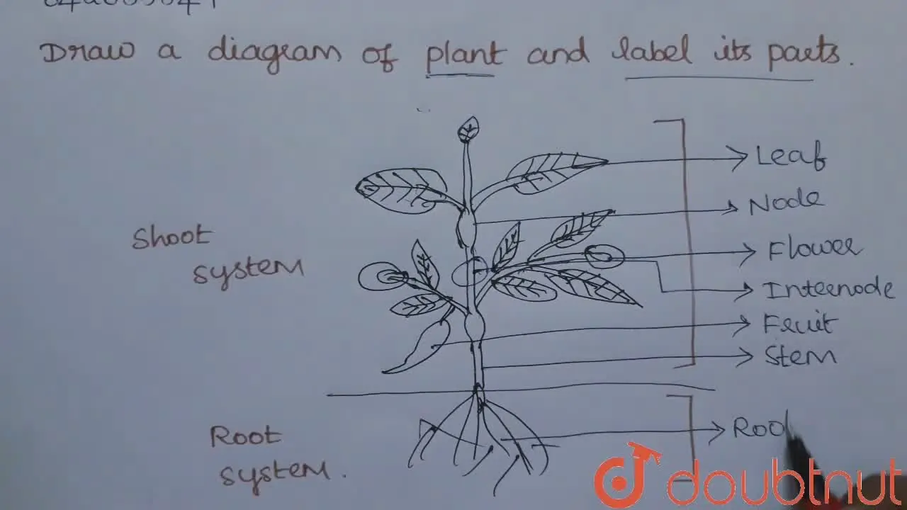 Draw a diagram of a plant and label its parts.