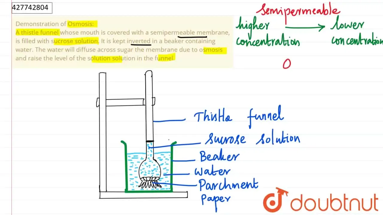 [Tamil Solution] Demonstration of Osmosis A thistle funnel whose m