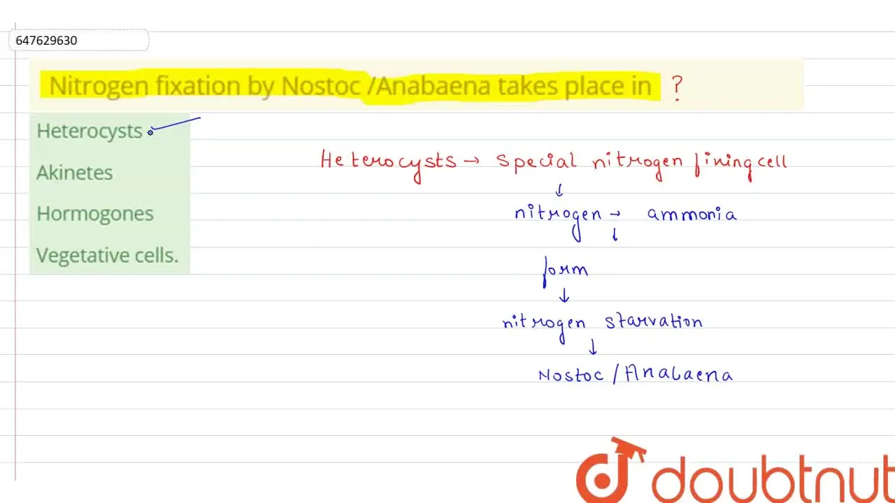 [Bengali Solution] Nitrogen fixation by Nostoc /Anabaena takes place i
