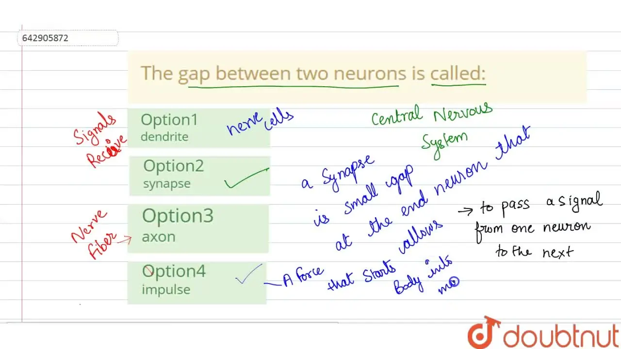 punjabi-solution-the-gap-between-two-neurons-is-called