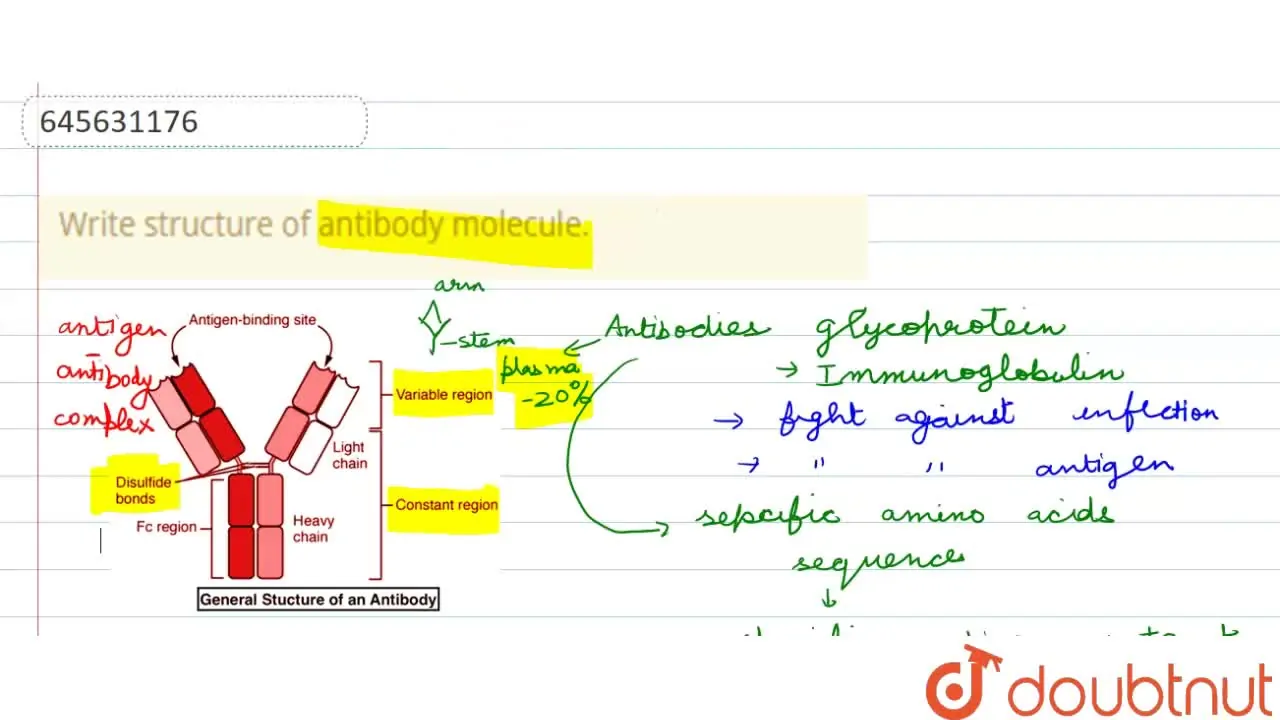 [Punjabi] Write structure of antibody molecule.