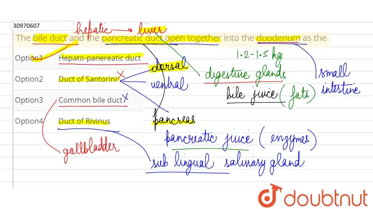 The bile duct and the pancreatic duct open together into the duodenum