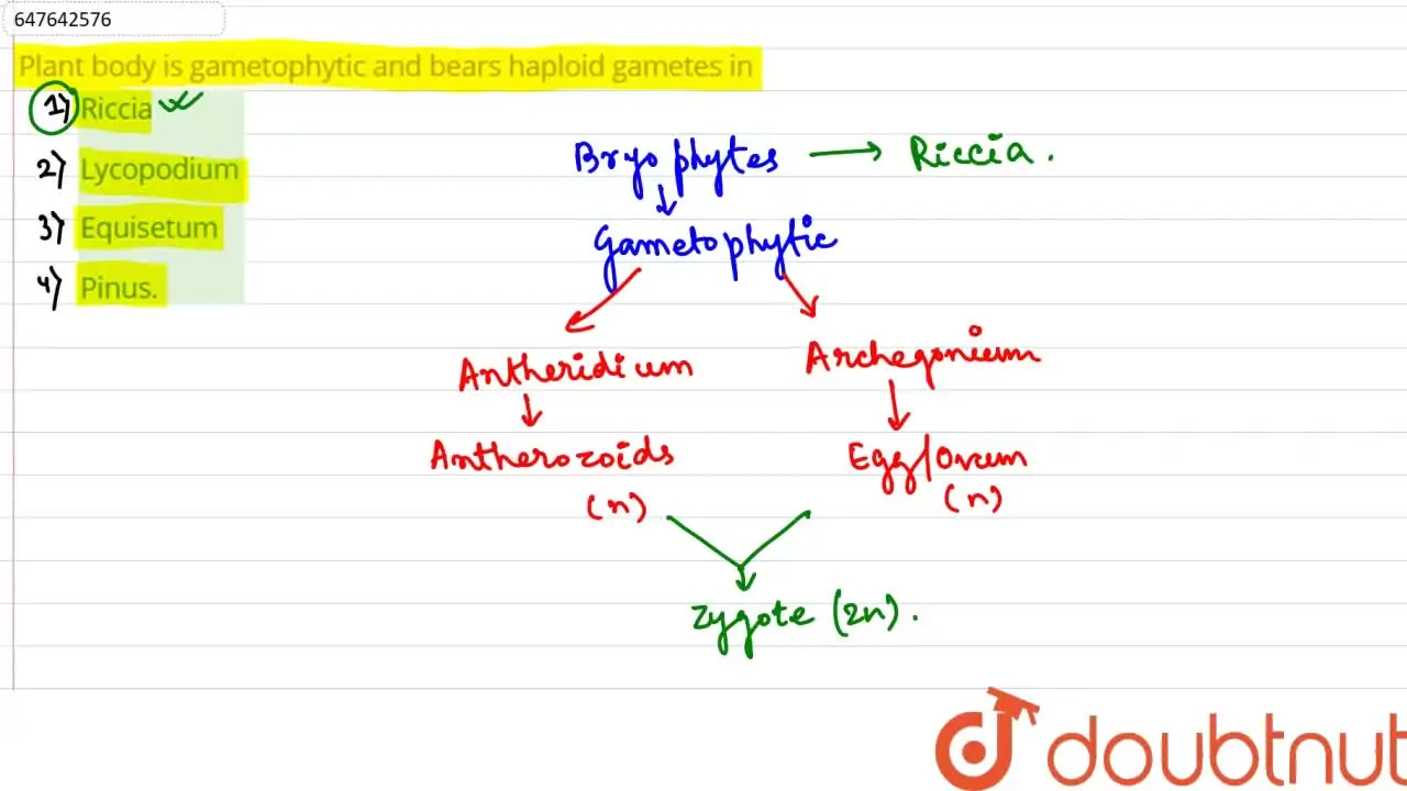 bengali-solution-plant-body-is-gametophytic-and-bears-haploid-gamete