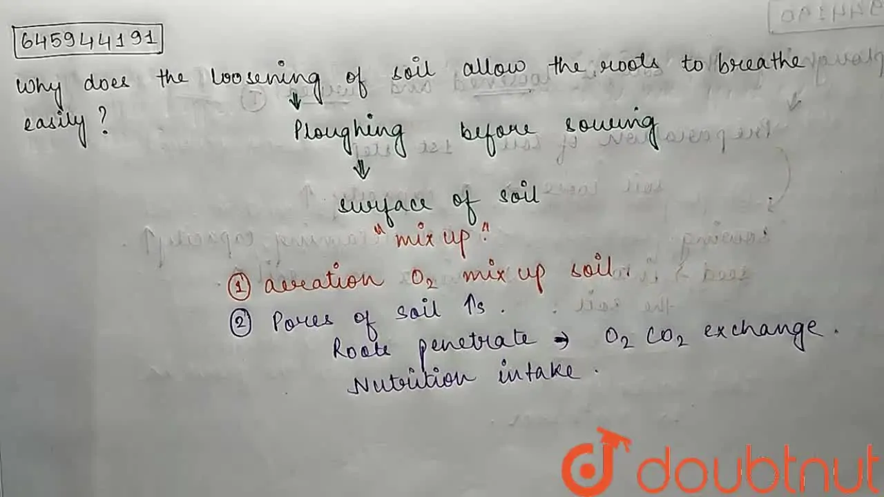 Why does the loosening of soil allow the roots to breathe easily?