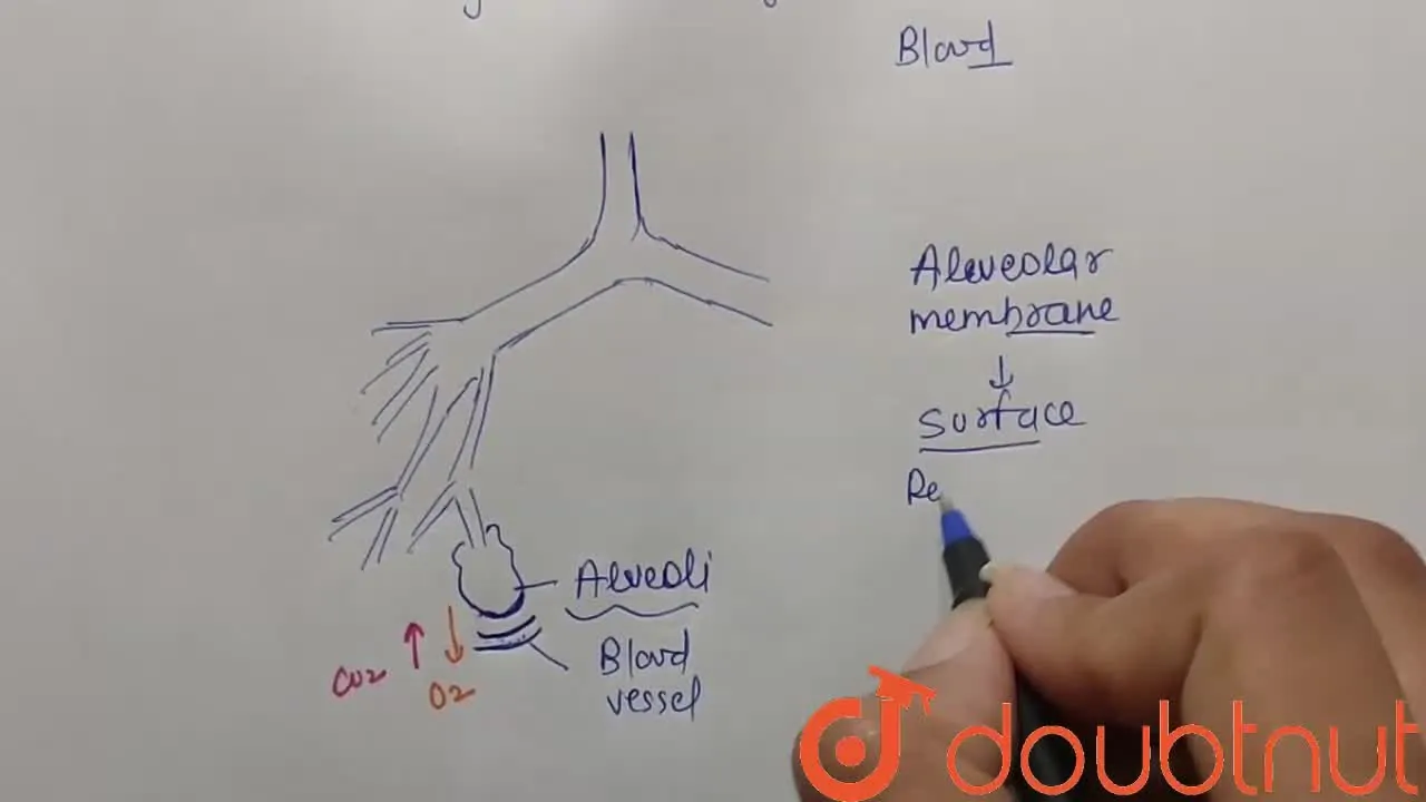 [Punjabi Solution] Name the respiratory surface of human lungs.
