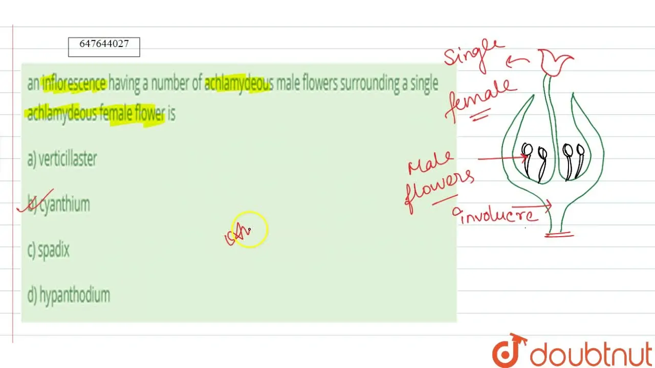 [Bengali Solution] an inflorescence having a number of achlamydeous ma