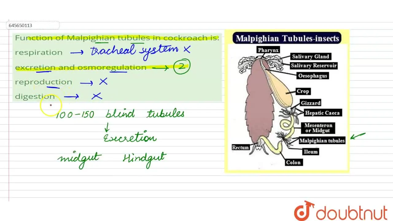  punjabi solution function of malpighian tubules in cockroach is 
