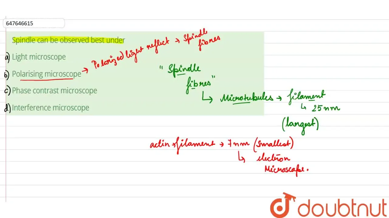 [Bengali Solution] Spindle can be observed best under