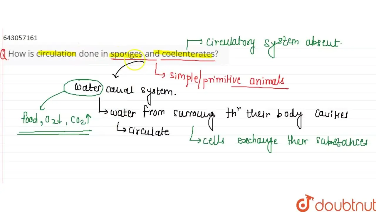 [Marathi Solution] How is circulation done in sponges and coelenterate