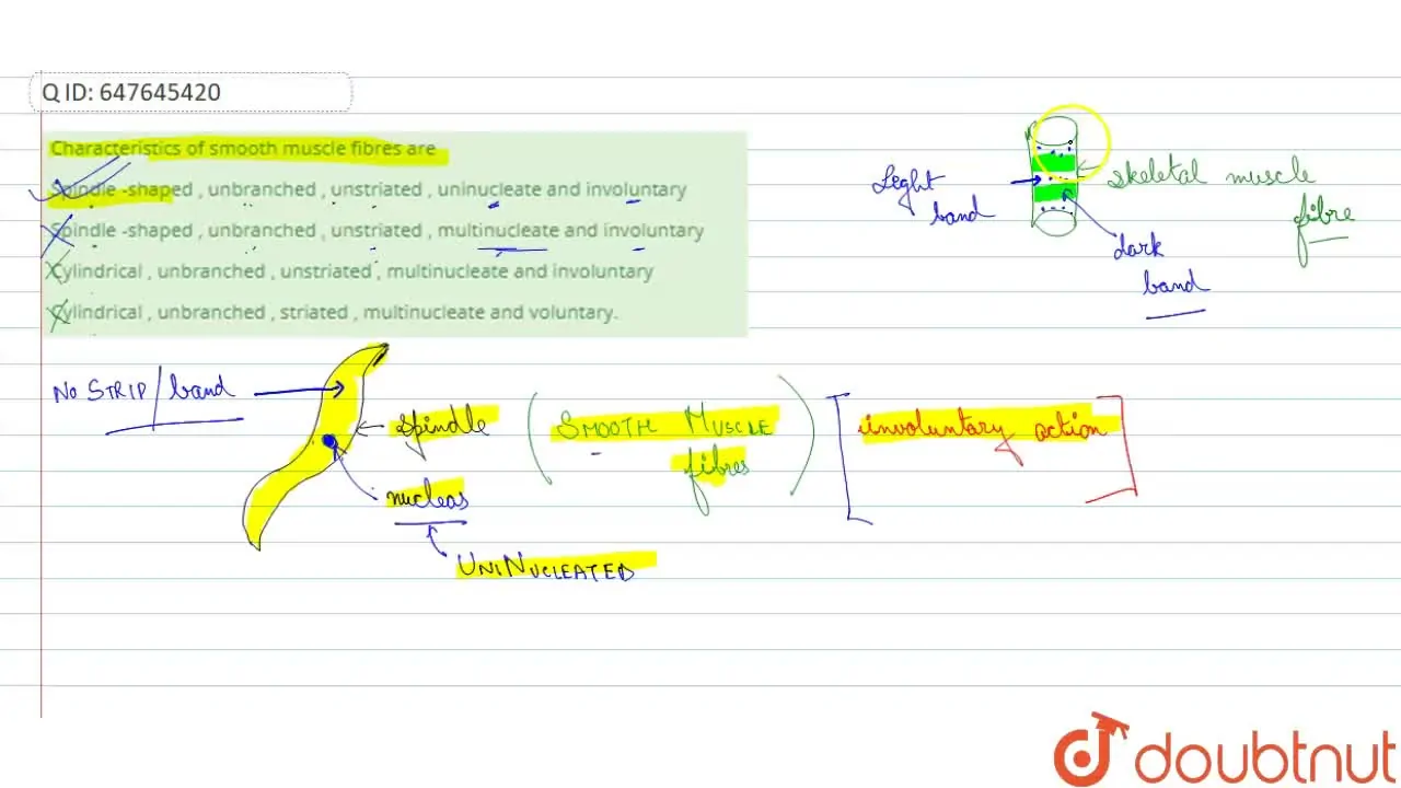 [Bengali Solution] Cylindrical , unbranched , unstriated , multinucle