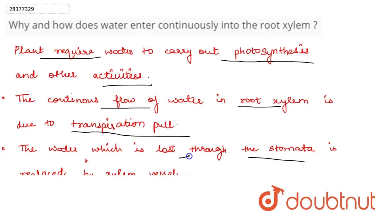Why and how does water enter continuously into the root xylem