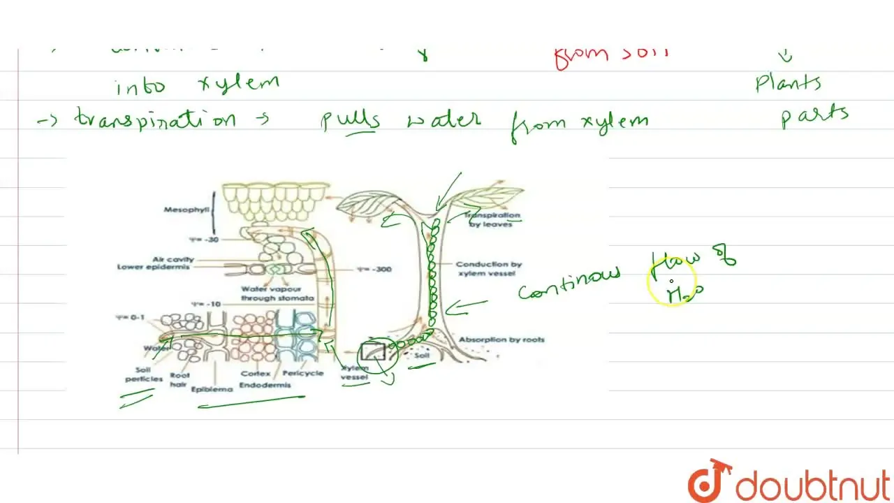 [Marathi Solution] Write short note on Root pressure.