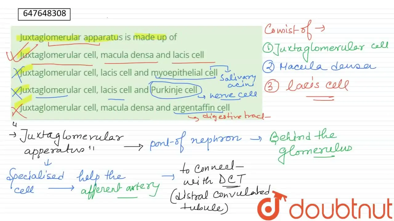 [Bengali Solution] Juxtaglomerular cell, lacis cell and Purkinje cell