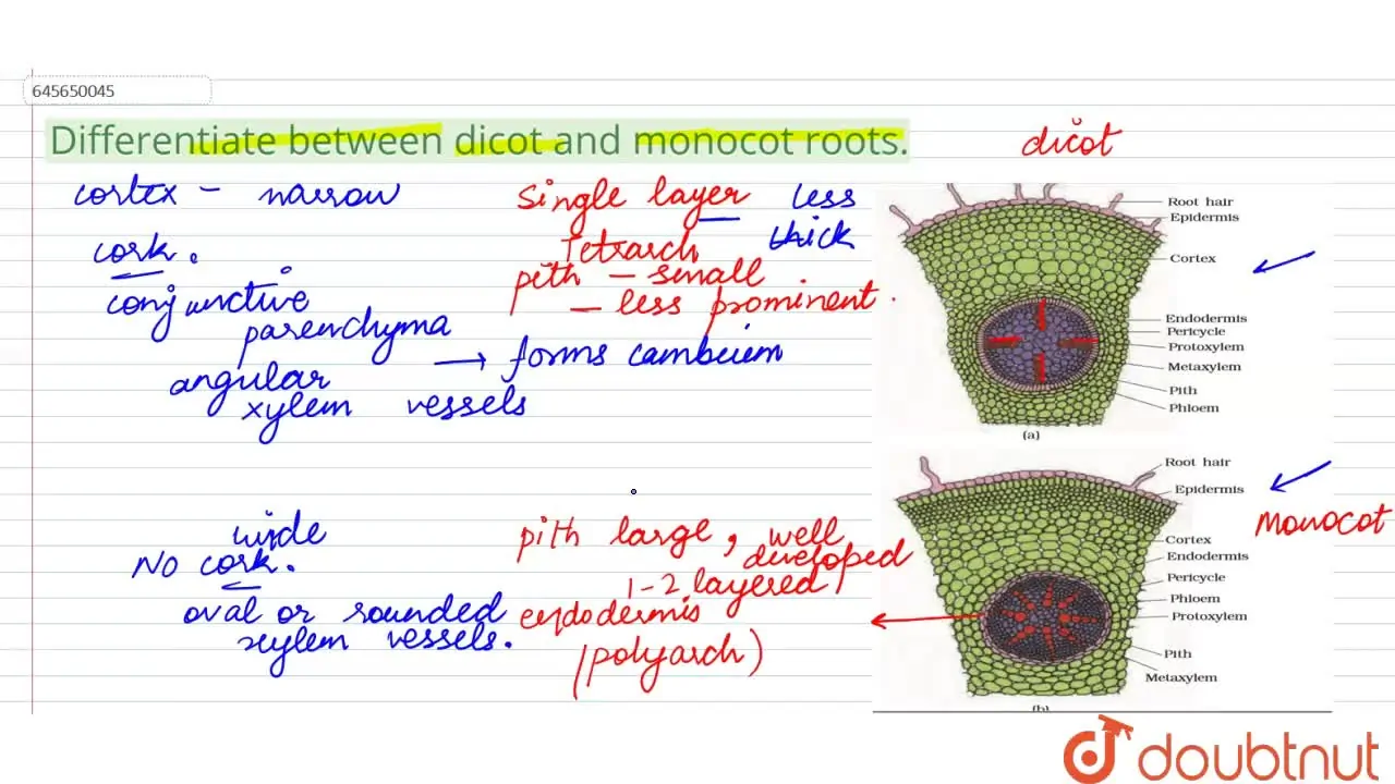 Difference Between Dicot And Monocot Root