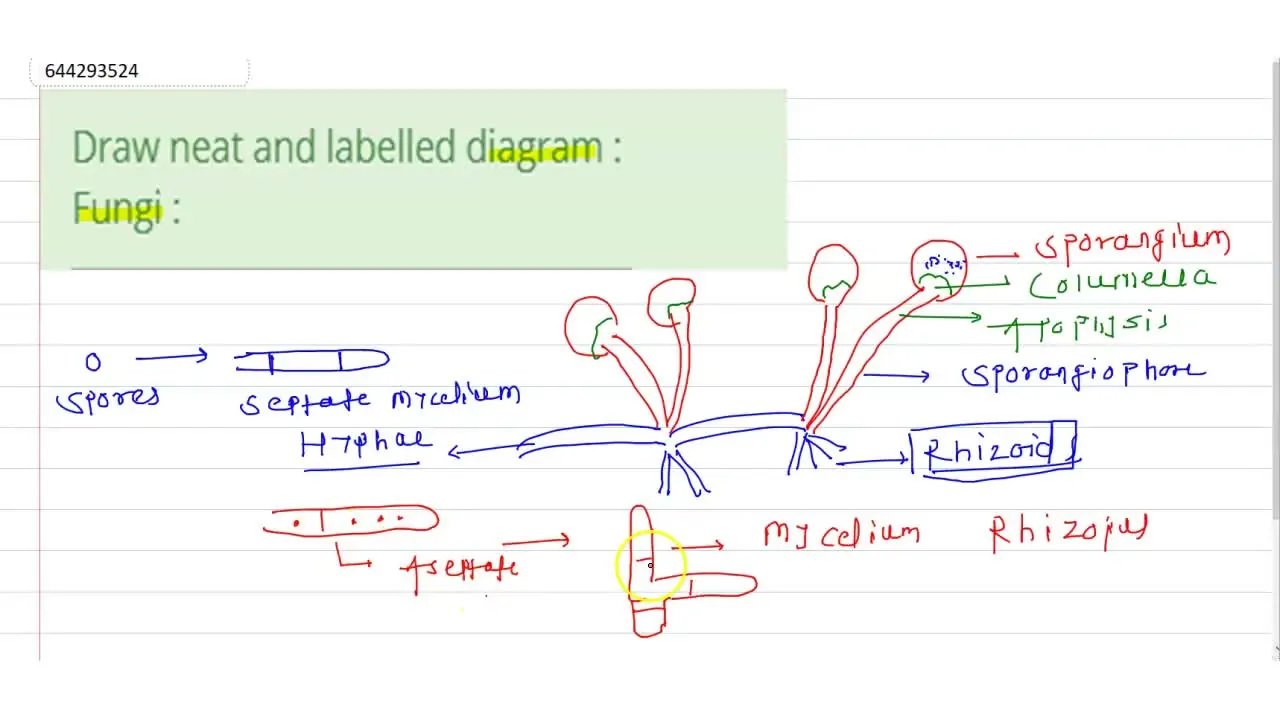 Draw neat and labelled diagram of mitochondria ​ - Brainly.in