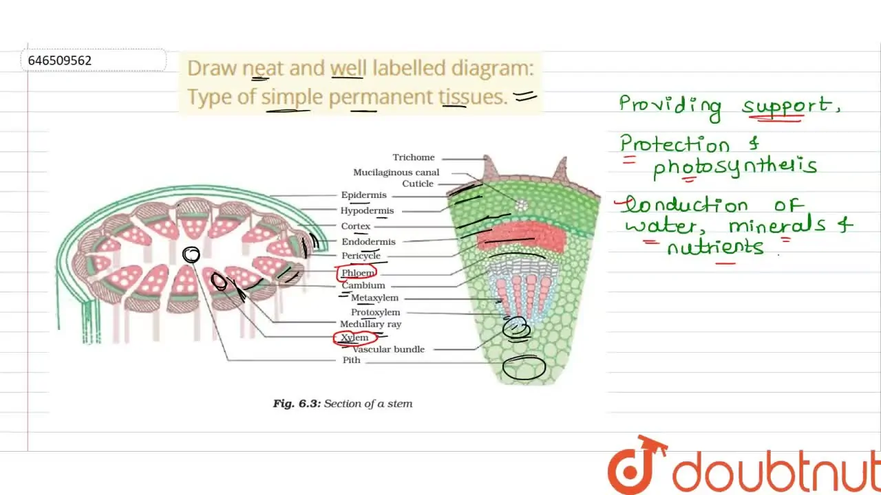 Draw a neat and well labelled diagram of the human excretory system