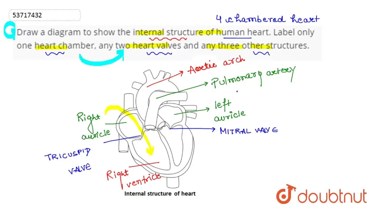 How to Draw Human Heart Diagram Drawing / easy way - Step by step - YouTube