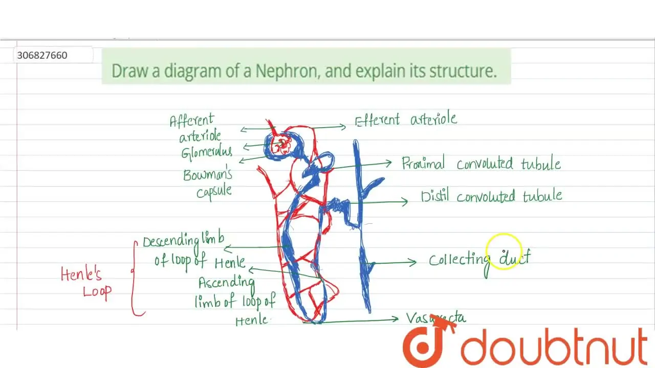 How To Draw Nephron Diagram With Label Step By Step / Nephron Drawing CBSE  Syllabus - YouTube