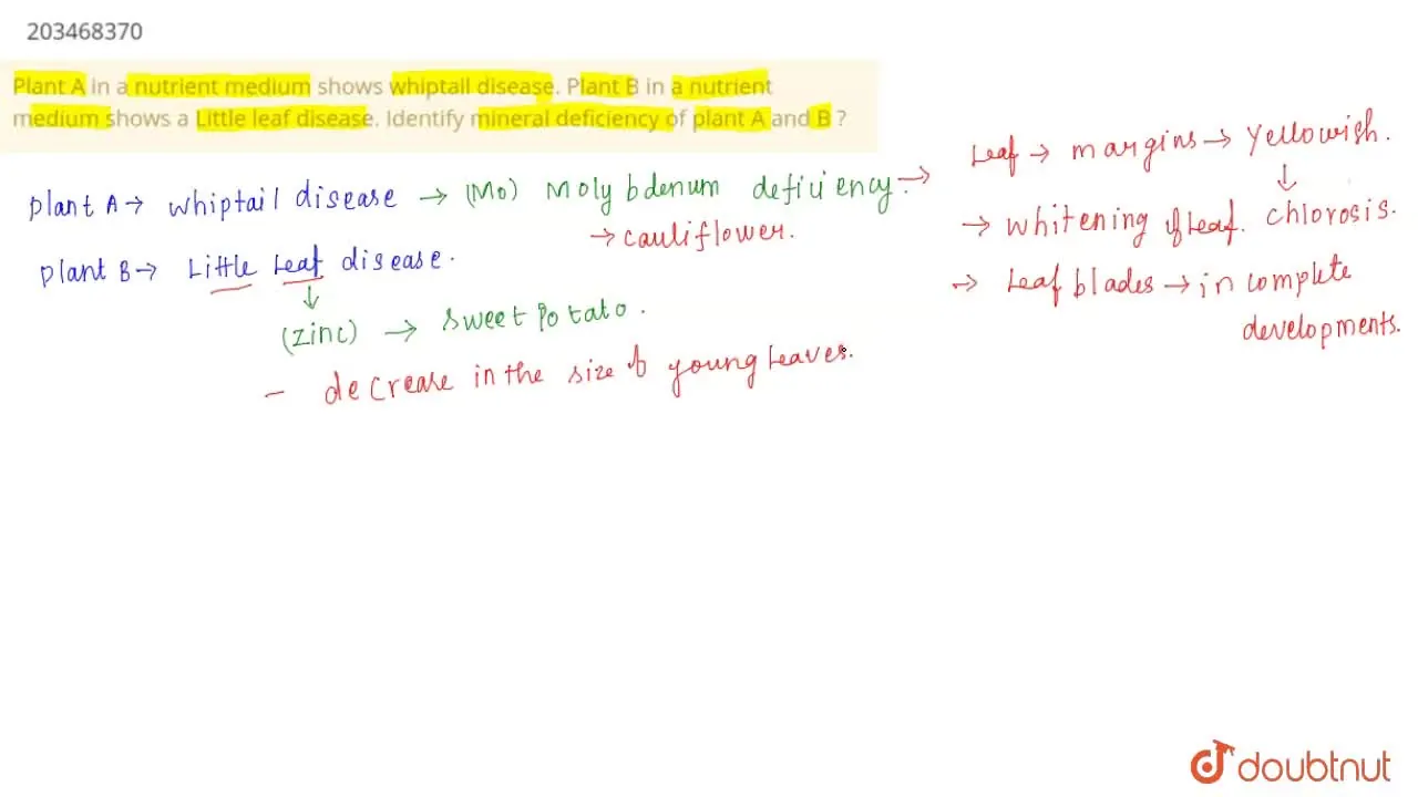 [Tamil Solution] Plant A in a nutrient medium shows whiptail disease.