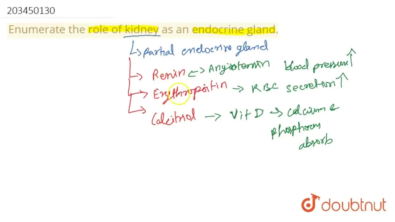 [Tamil Solution] Enumerate the role of kidney as an endocrine gland.