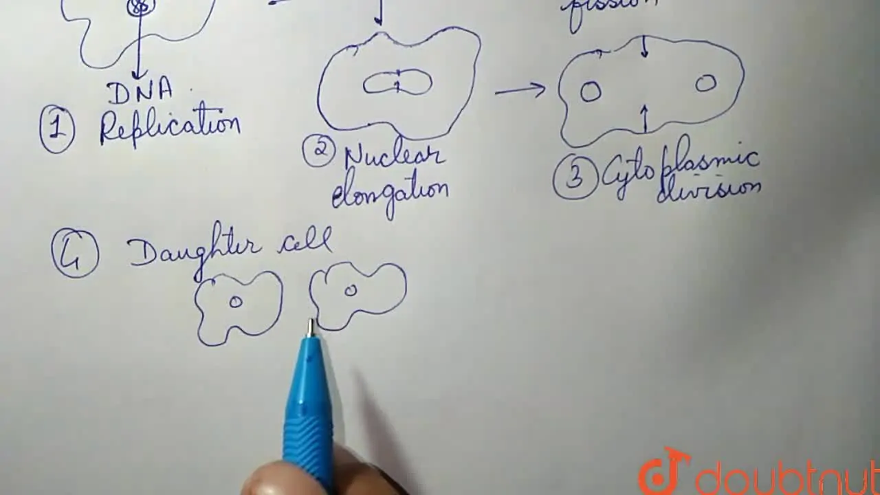 How asexual reproduction takes place in amoeba?