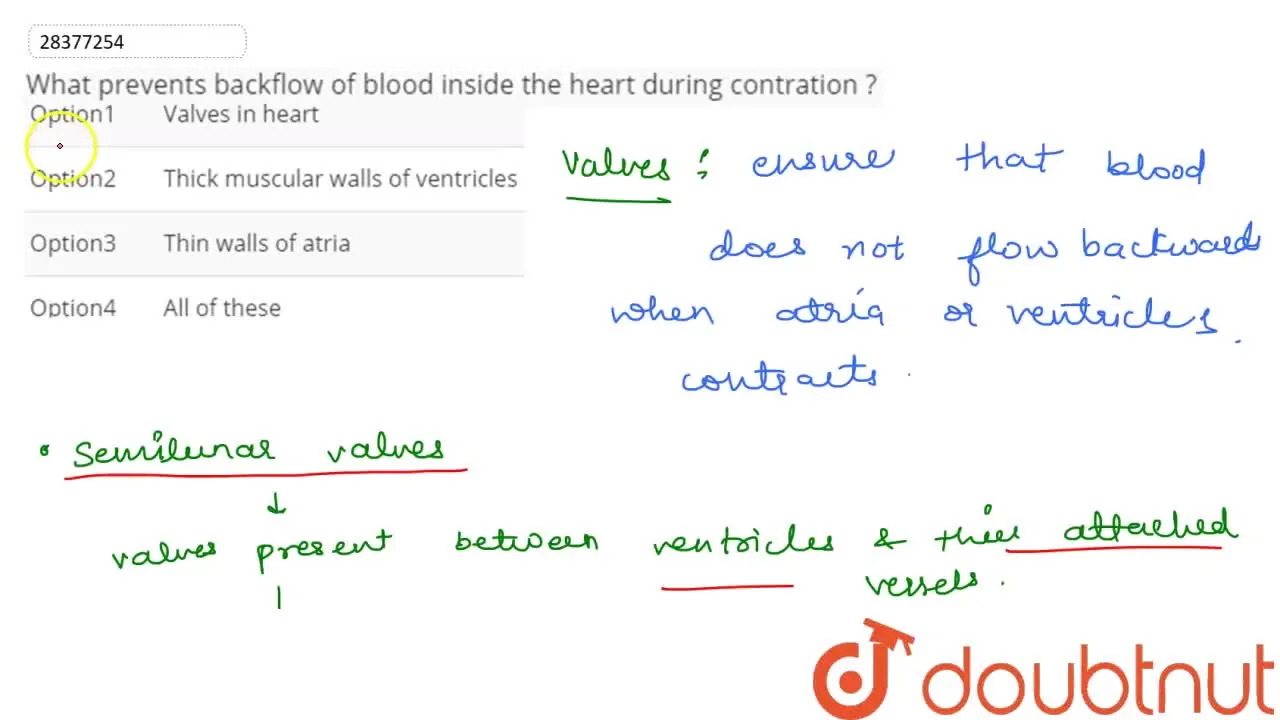 What prevents backflow of blood inside the heart during contraction?