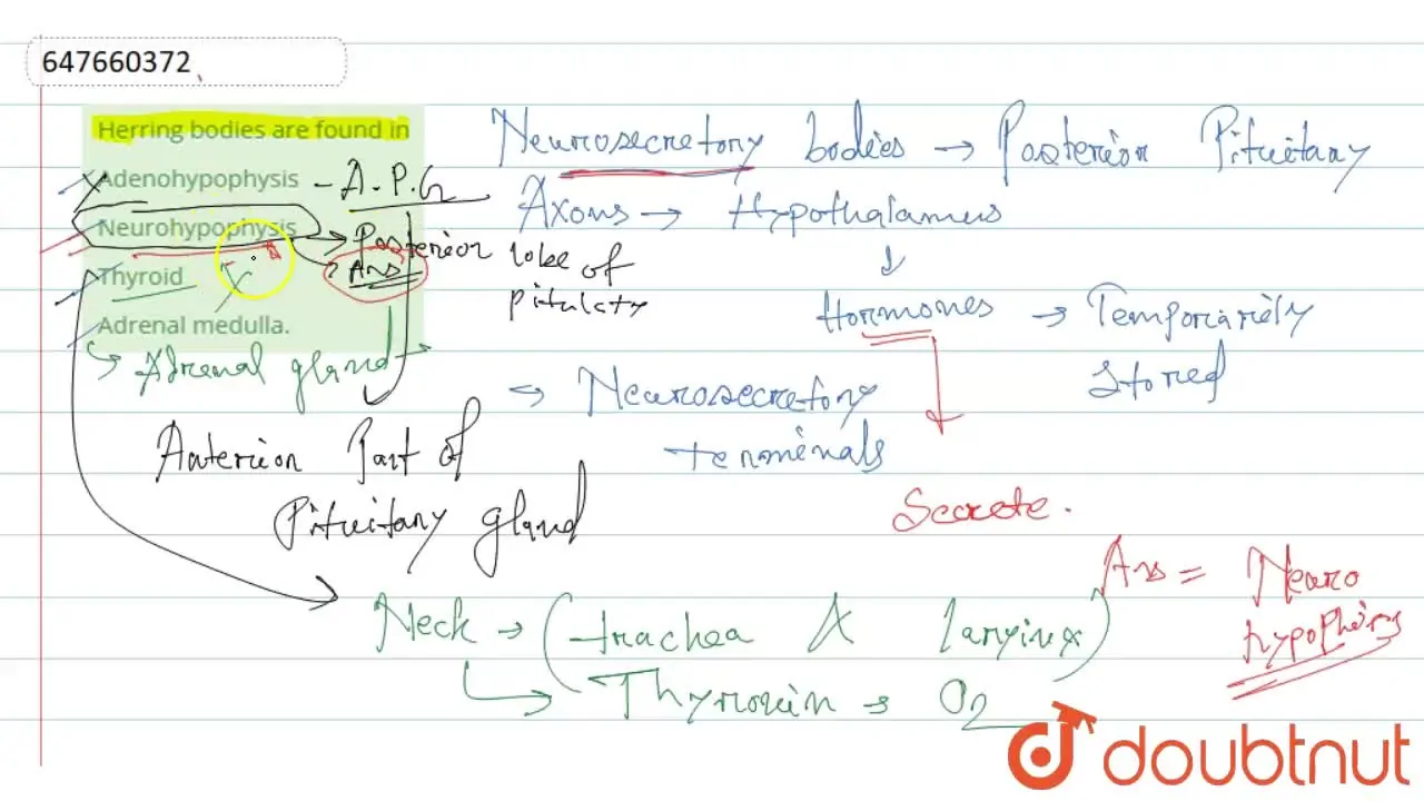 [Bengali Solution] Herring bodies are found in