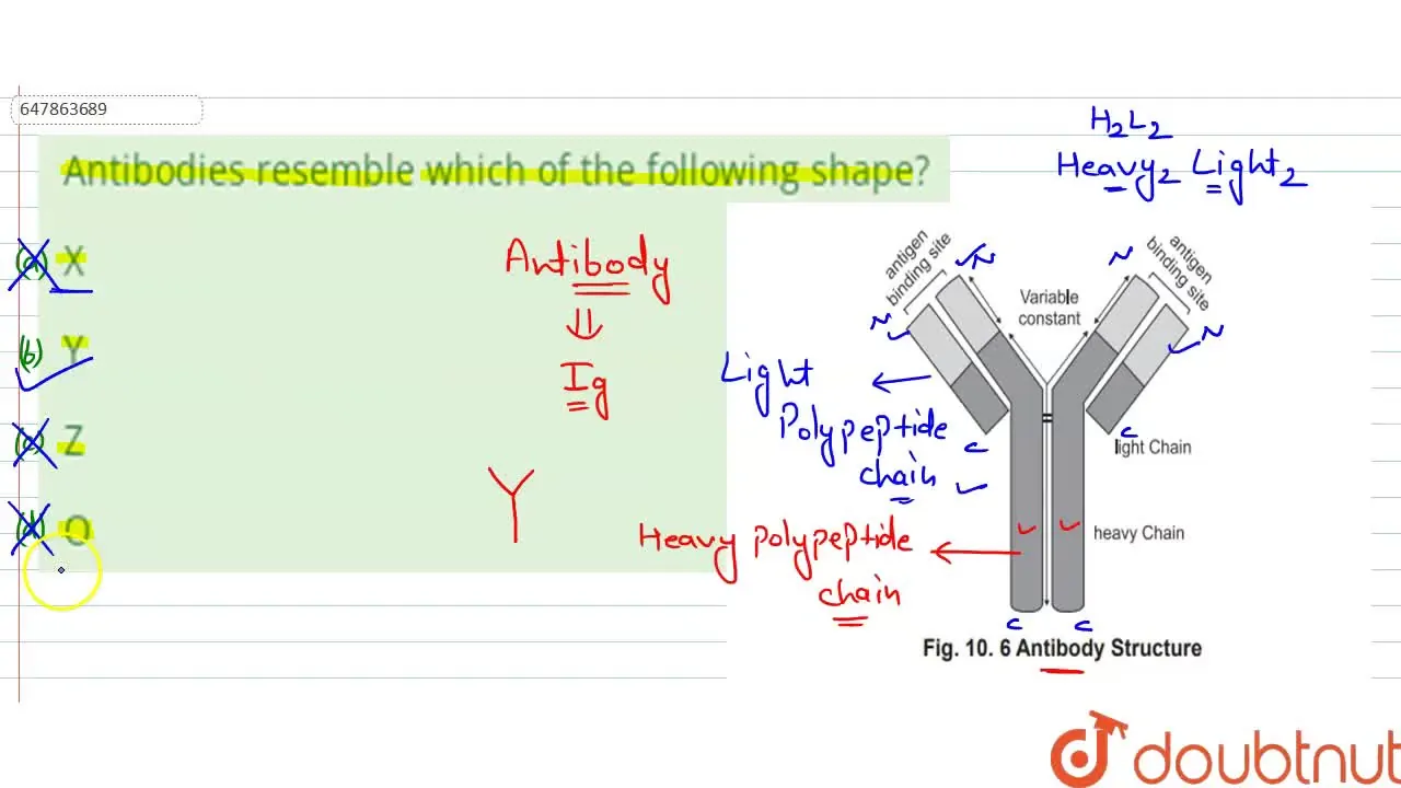 [Punjabi Solution] Antibodies resemble which of the following shape?
