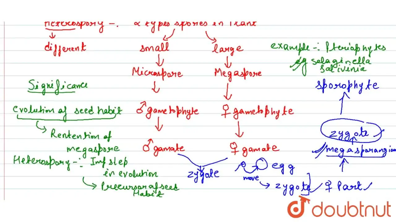 [punjabi Solution] What Is Heterospory? Briefly Comment On Its Signifi