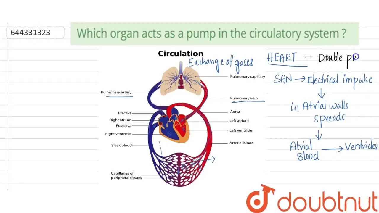 [Telugu Solution] Which organ acts as a pump in the circulatory system